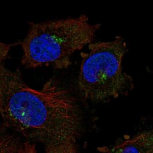 Anti-C1QTNF2 antibody produced in rabbit 