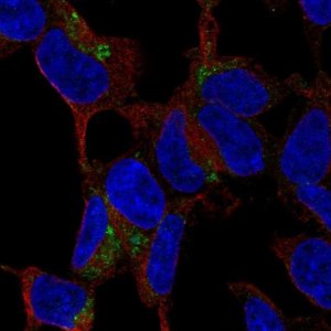 Anti-C1QTNF3 antibody produced in rabbit 