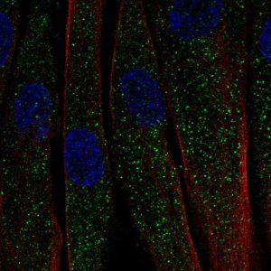 Anti-C1QTNF7 antibody produced in rabbit 