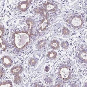 Anti-C1QTNF8 antibody produced in rabbit 