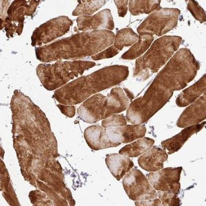Anti-C1QTNF9 antibody produced in rabbit 