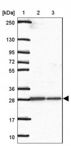 Anti-C1QTNF9 antibody produced in rabbit 