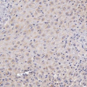 Anti-C1R antibody produced in rabbit 