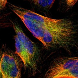 Anti-C1RL antibody produced in rabbit HPA011338-100UL
