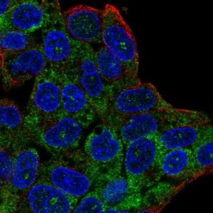 Anti-C20orf194 antibody produced in rabbit 