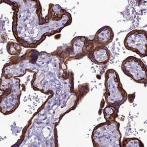 Anti-C20orf202 antibody produced in rabbit 