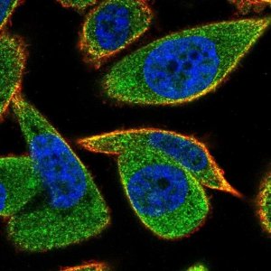 Anti-C20orf24 antibody produced in rabbit 