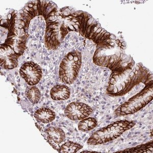 Anti-C20ORF27 antibody produced in rabbit HPA047483-100UL