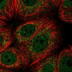 Anti-C20ORF27 antibody produced in rabbit HPA047483-100UL