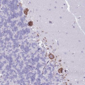 Anti-C20ORF96 antibody produced in rabbit 