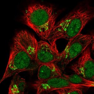 Anti-C20ORF96 antibody produced in rabbit 
