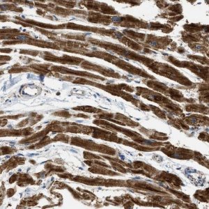 Anti-C21orf33 antibody produced in rabbit 