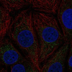 Anti-C21orf33 antibody produced in rabbit 