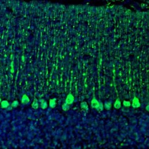 Anti-C21orf59 antibody produced in rabbit 