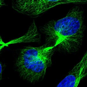 Anti-C21orf91 antibody produced in rabbit 