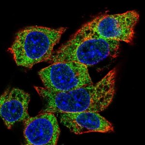 Anti-C22orf39 antibody produced in rabbit 