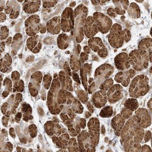 Anti-C2CD2 antibody produced in rabbit 