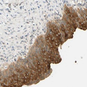 Anti-C2CD2L antibody produced in rabbit 