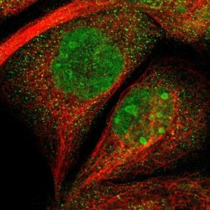 Anti-C2CD2L antibody produced in rabbit 