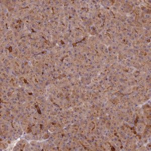 Anti-C2CD4B antibody produced in rabbit 