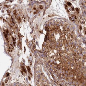 Anti-C2CD5 antibody produced in rabbit 
