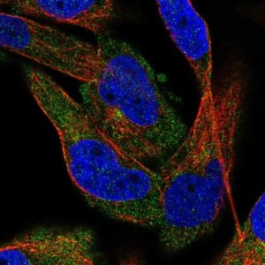 Anti-C2CD5 antibody produced in rabbit 