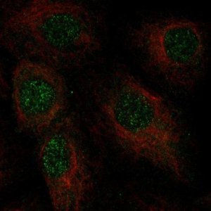 Anti-C2orf42 antibody produced in rabbit HPA031840-100UL