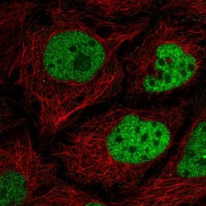 Anti-C2orf49 antibody produced in rabbit 