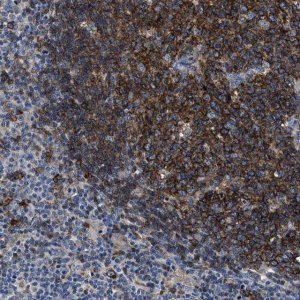 Anti-C2orf66 antibody produced in rabbit 