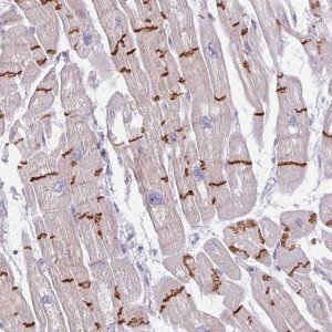 Anti-C2orf68 antibody produced in rabbit 
