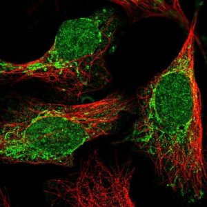 Anti-C2orf68 antibody produced in rabbit 