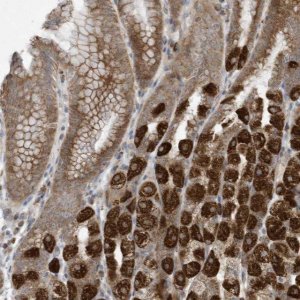 Anti-C2orf74 antibody produced in rabbit 