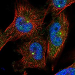 Anti-C2orf74 antibody produced in rabbit 