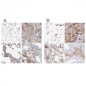 Anti-C3 antibody produced in rabbit 