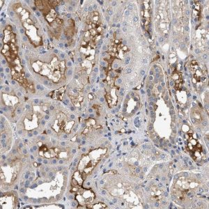 Anti-C3 antibody produced in rabbit 