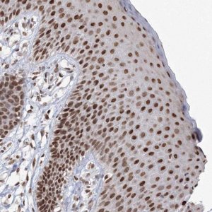 Anti-C3orf33 antibody produced in rabbit 