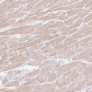 Anti-C3orf49 antibody produced in rabbit 