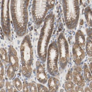 Anti-C3orf52 antibody produced in rabbit 