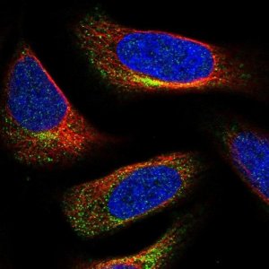 Anti-C3orf70 antibody produced in rabbit 