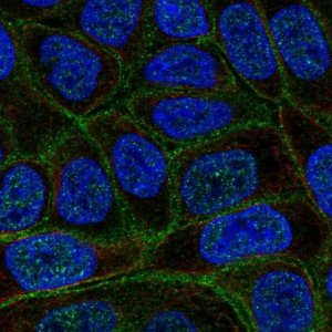 Anti-C4orf19 antibody produced in rabbit 