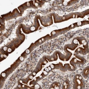 Anti-C4orf3 antibody produced in rabbit 