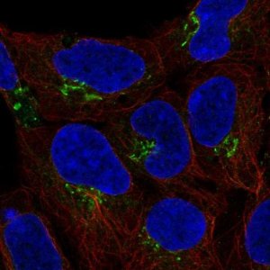 Anti-C4orf32 antibody produced in rabbit 