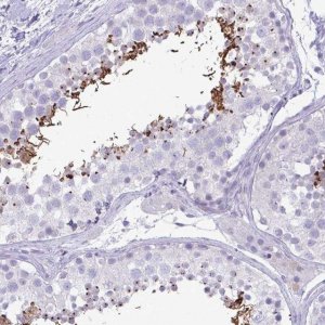Anti-C4orf33 antibody produced in rabbit 