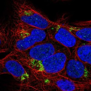 Anti-C4orf33 antibody produced in rabbit 
