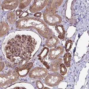 Anti-C4orf36 antibody produced in rabbit 