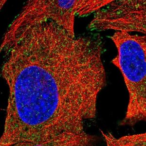 Anti-C4orf36 antibody produced in rabbit 