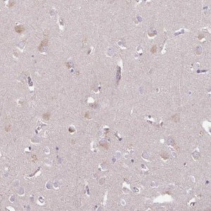 Anti-C4orf48 antibody produced in rabbit 