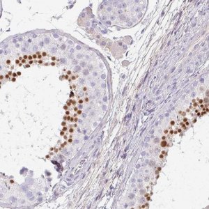 Anti-C4orf50 antibody produced in rabbit 