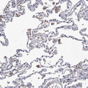 Anti-C5 antibody produced in rabbit 