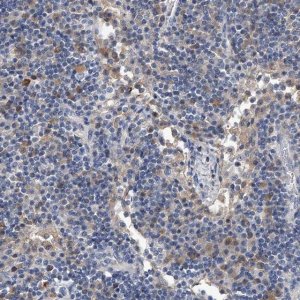 Anti-C5 antibody produced in rabbit 